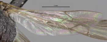 Media type: image;   Entomology 30478 Aspect: hind wing